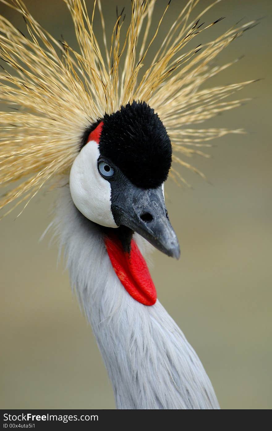 Grey crowned crane