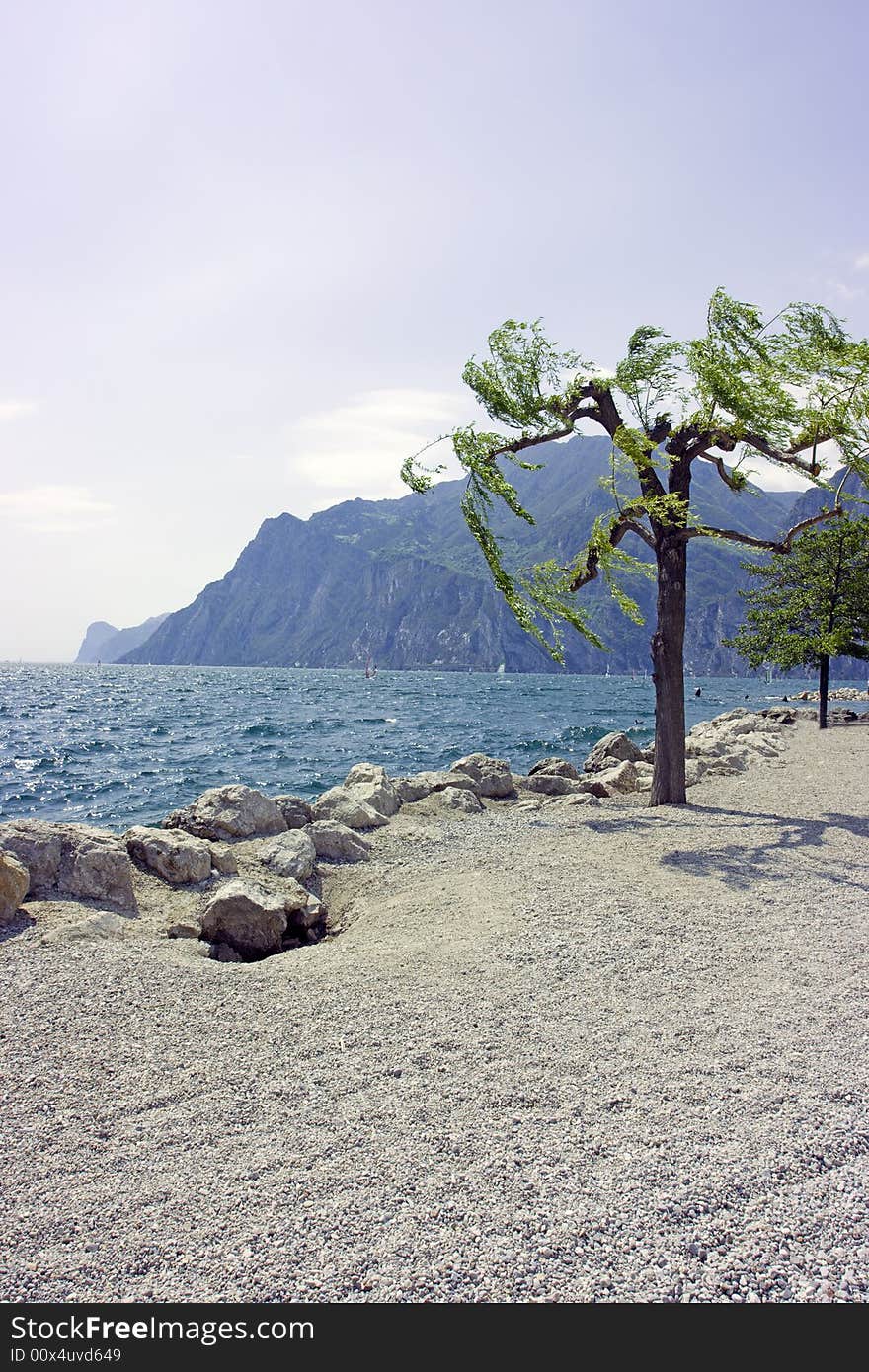 Tree against mountain on rocky beach of Garda lake. Tree against mountain on rocky beach of Garda lake