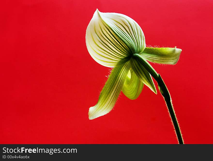 Orchid in red