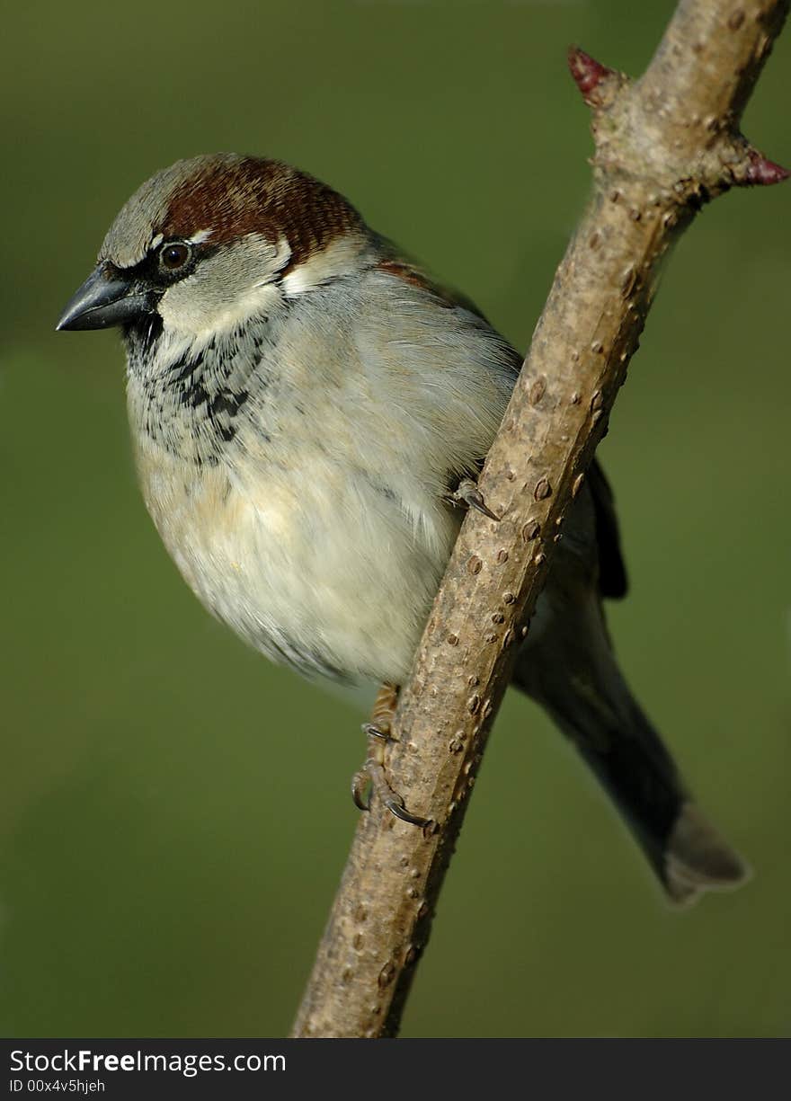 House sparrow