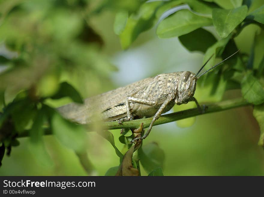 Giant locust sat in a bush