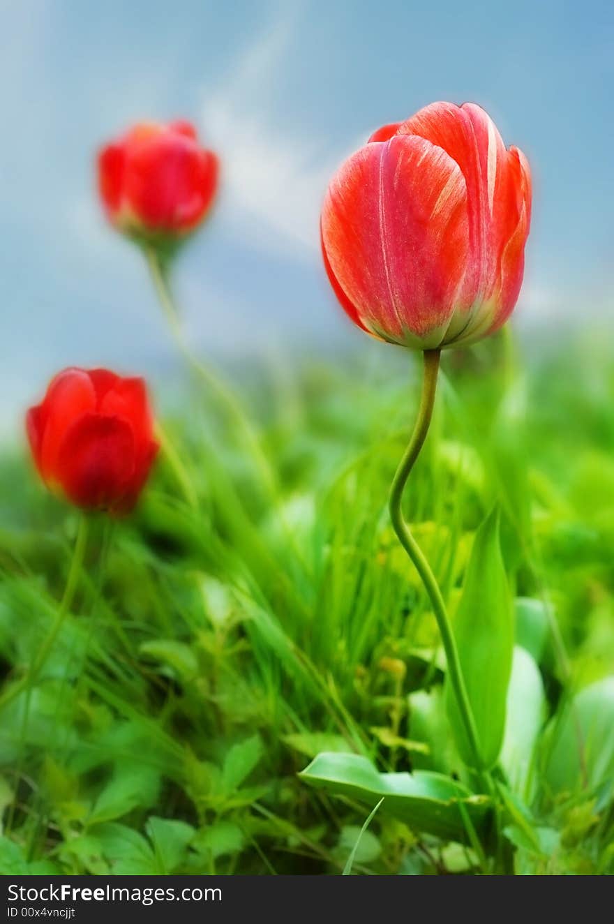 Beautiful Tulips. (Selective focus on the front tulip)