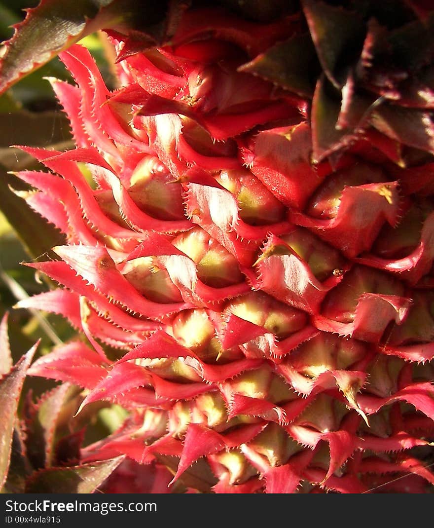 Close up of colorful pineapple bloom. Close up of colorful pineapple bloom