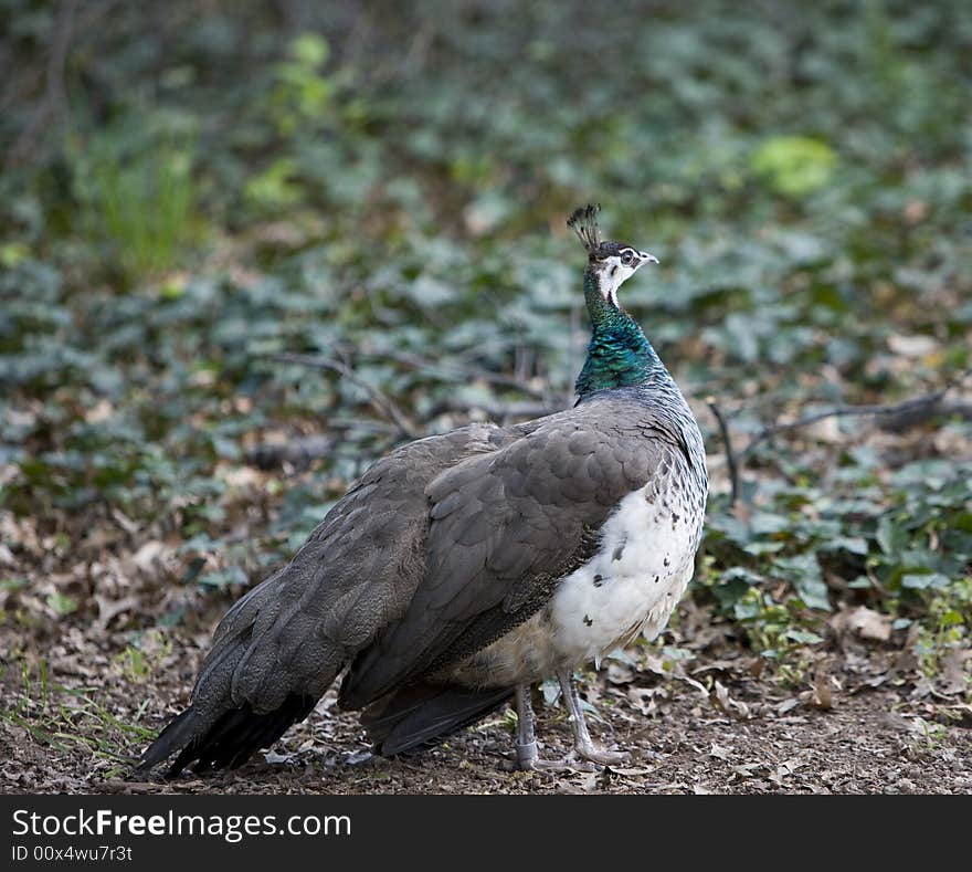 Peacock