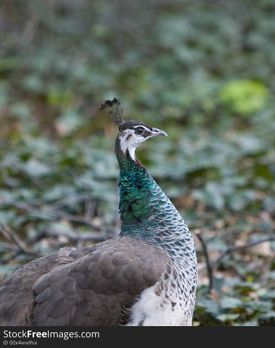 Peacock