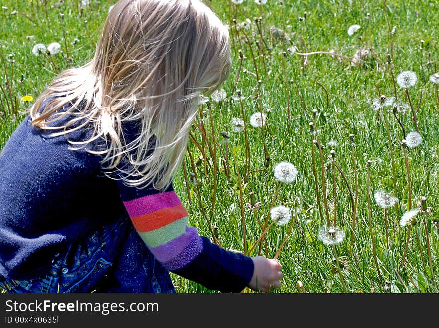 Little girl picking a fluffy dandelion. Little girl picking a fluffy dandelion.