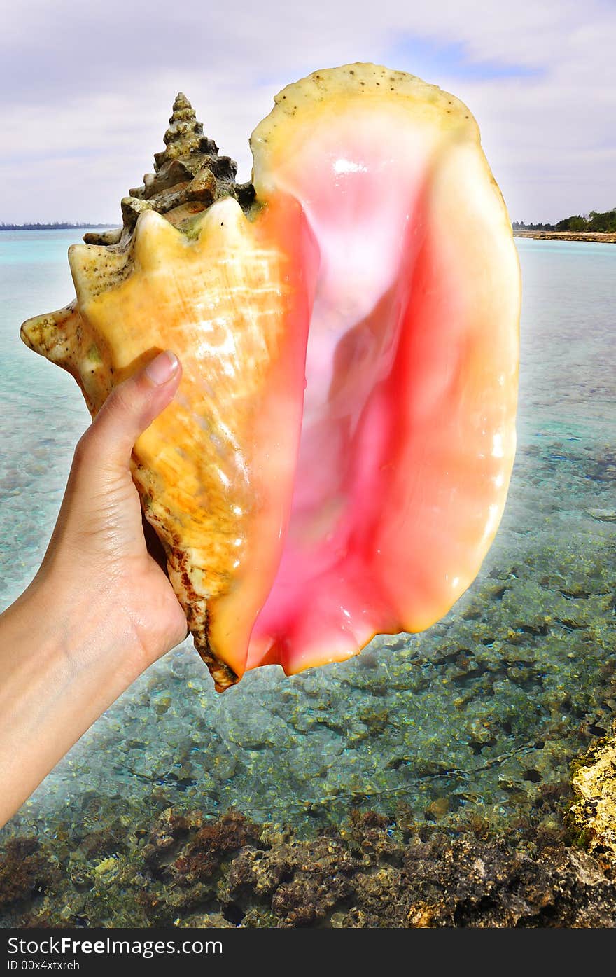 Hand holding seashell against ocean background