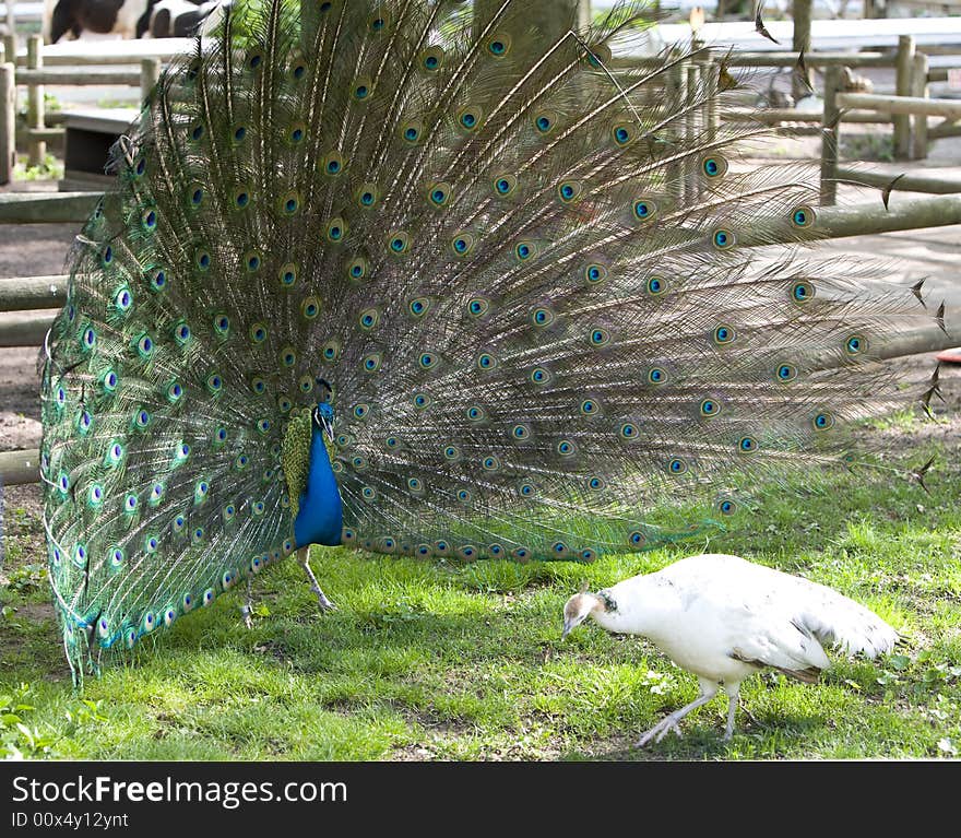 Peacock