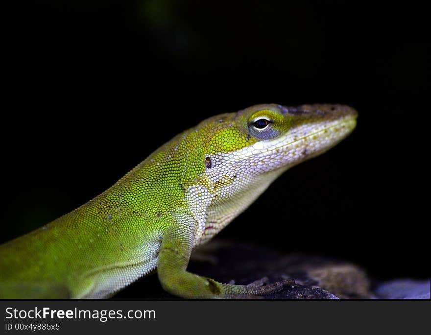 Green lizard is waiting for a snack