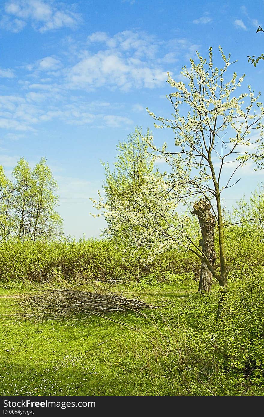 Trees are in blossom,blue sky and green brushes. Trees are in blossom,blue sky and green brushes.