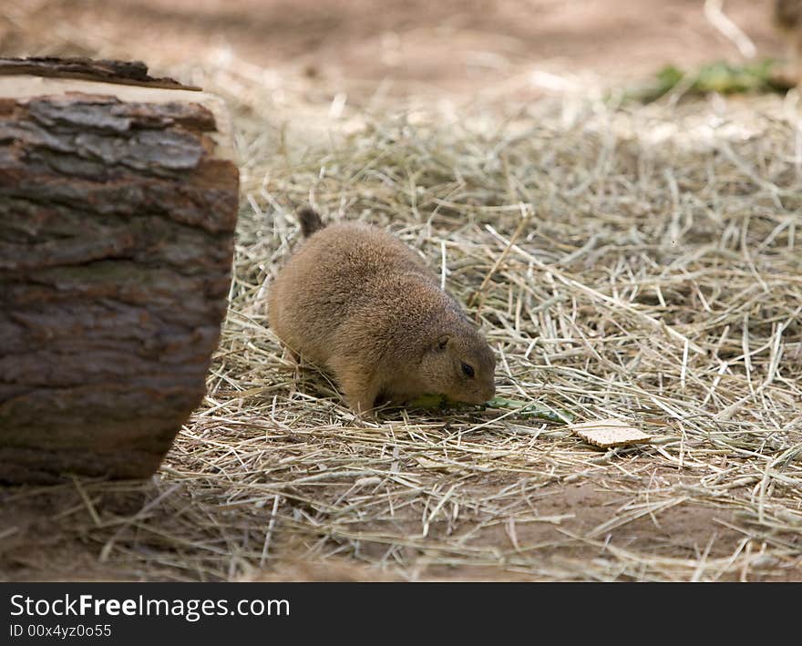 Prairie dog