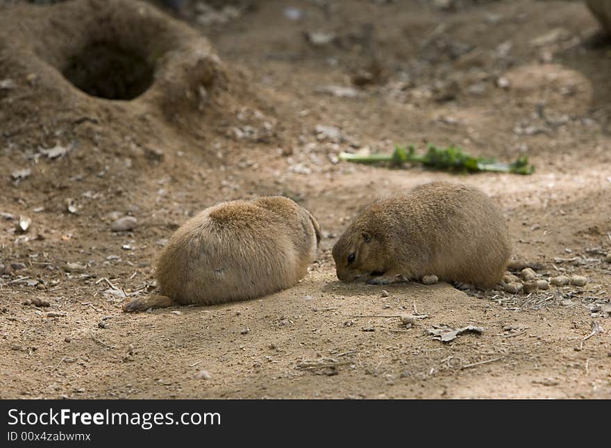 Prairie dog