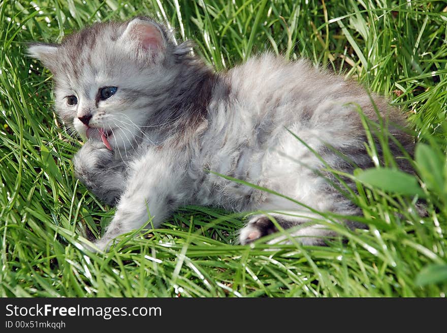 The portrait of a beautiful fluffy one month old kitten washing itself. The portrait of a beautiful fluffy one month old kitten washing itself