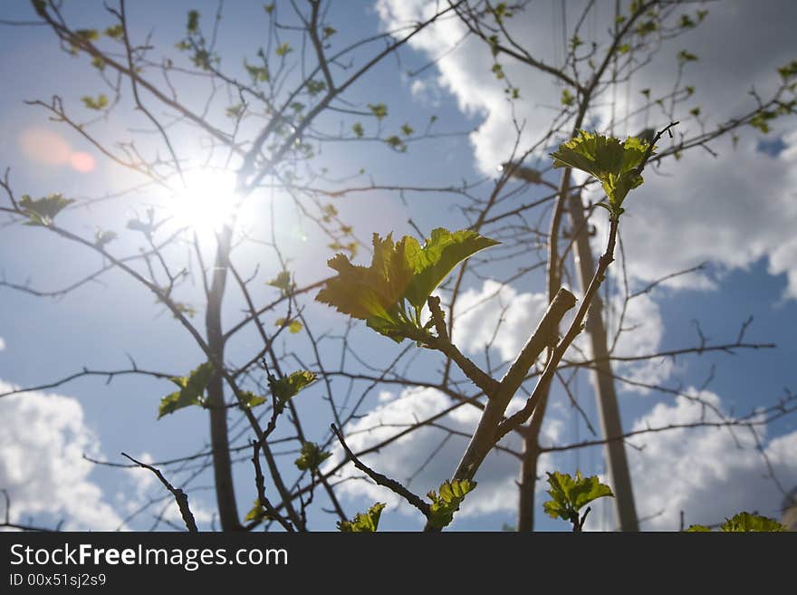 Bright spring sun and newborn leafs. Bright spring sun and newborn leafs