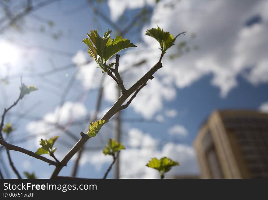 Spring In City