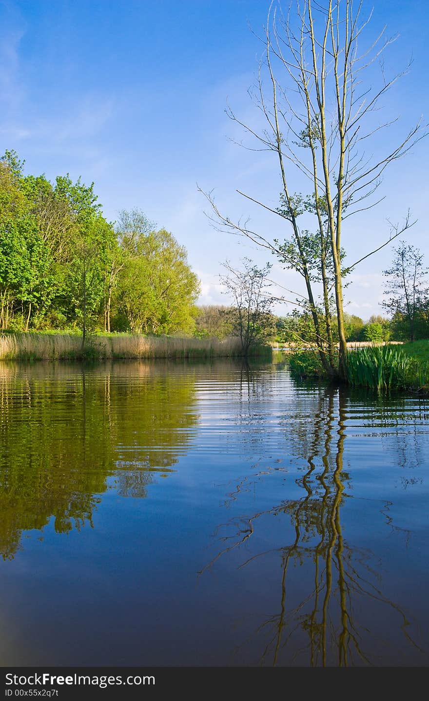 Tree on the shore of a Beautiful lake, view from the water. Tree on the shore of a Beautiful lake, view from the water.