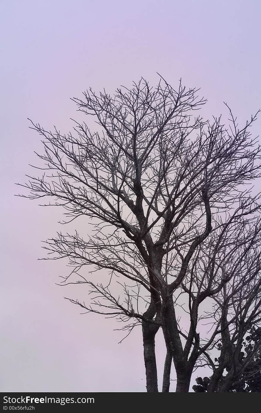 Detail of tree against soft dreamy sky background. Detail of tree against soft dreamy sky background