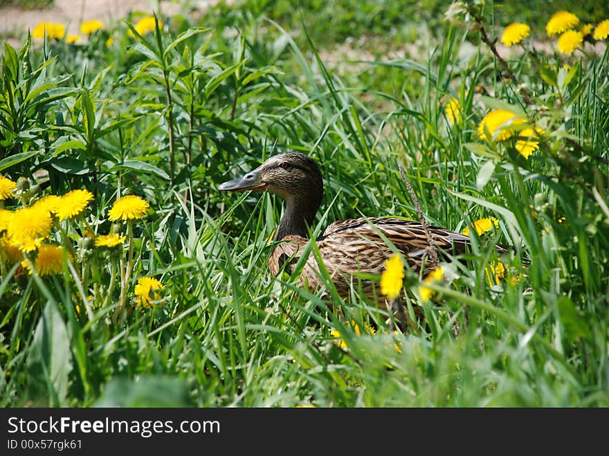 Duck In Dandelions