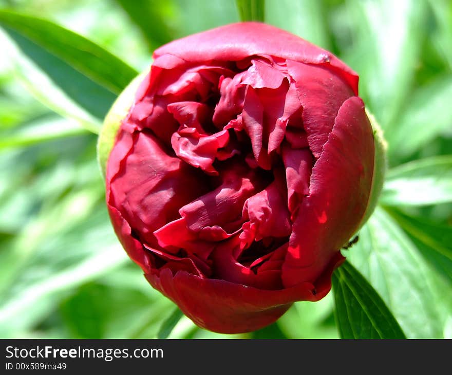 Big red flower in macro