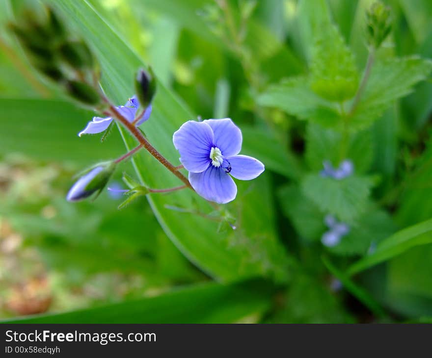 Wild blue flower on grass