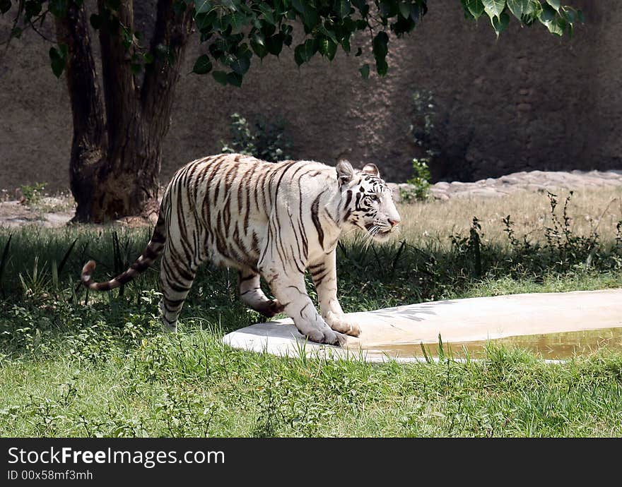 White Tigress ready to jump in a  water pool in Chandigarh Zoo, Punjab.