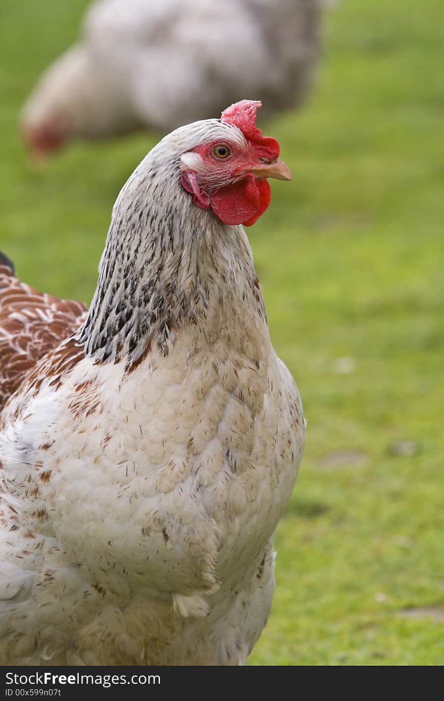 Close-up image of a rooster in a garden.Shot with Canon 70-200mm f/2.8L IS USM