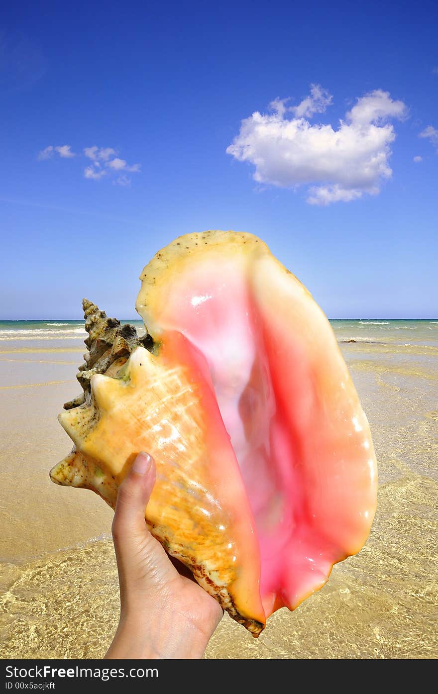 Detail of a hand holding seashell against crystal clear water on tropical beach