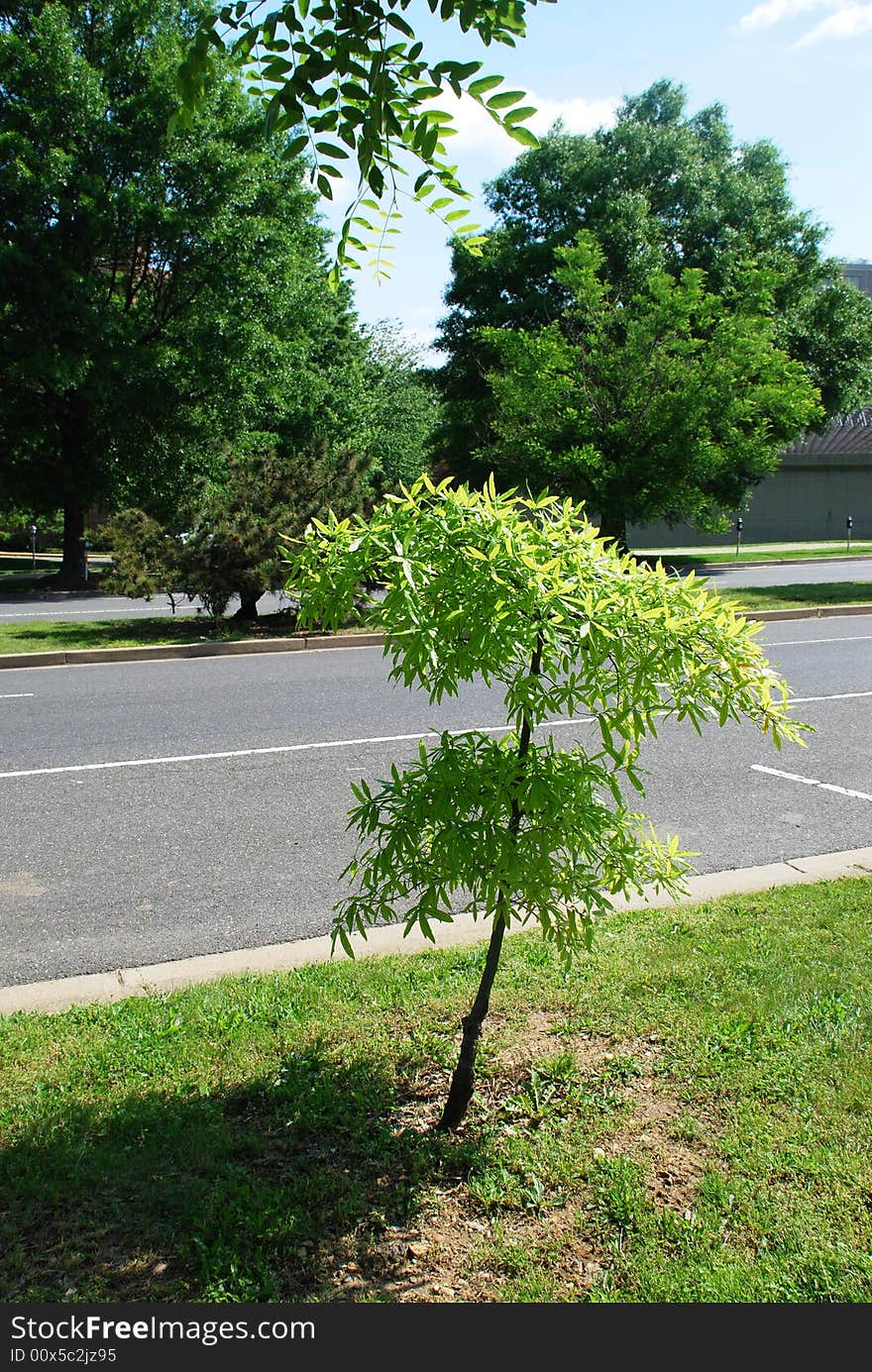 Lonely young sapling at passing through part of road. Lonely young sapling at passing through part of road.