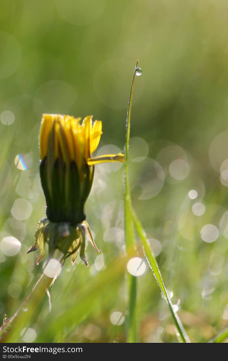 Prime of dandelion and drop on the stalk in morning light. Prime of dandelion and drop on the stalk in morning light