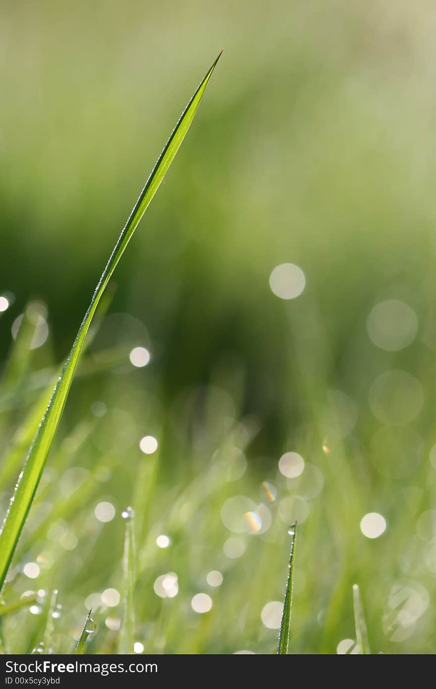 Detail of grass stalk on the morning