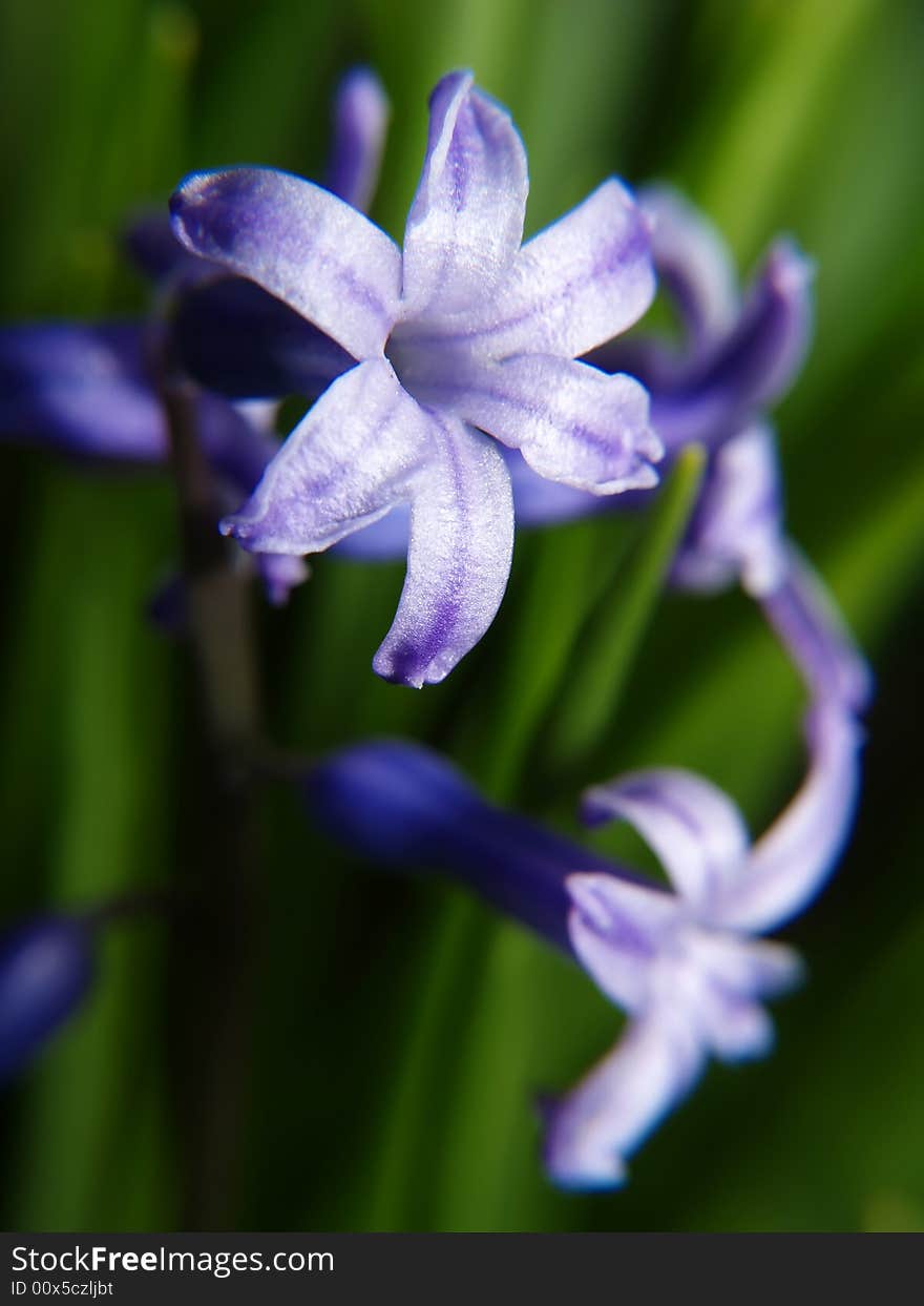 Petals of purple flowers in the garden.