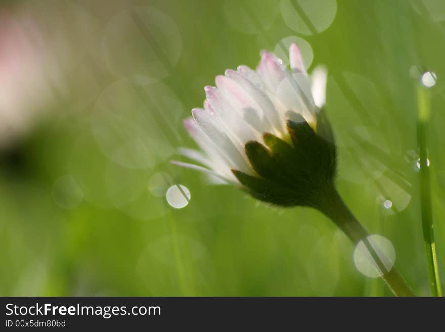 Macro of daisy in morning contrejour lighting