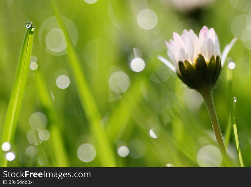 White daisy and grass stalk with water drop