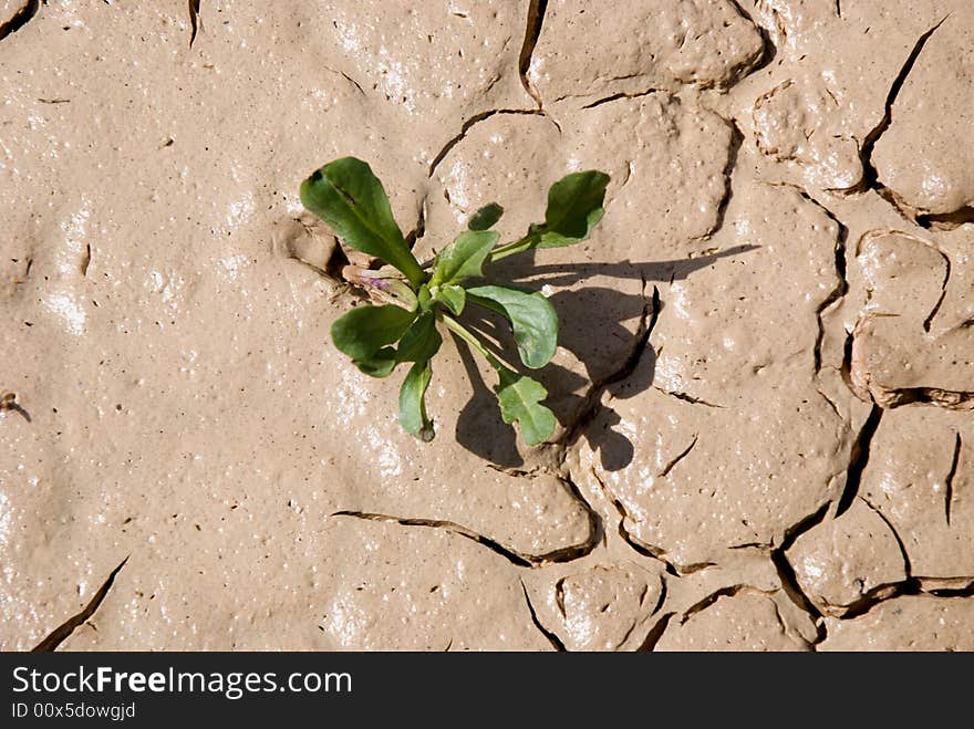 Small plant growing in a drought desert. Small plant growing in a drought desert