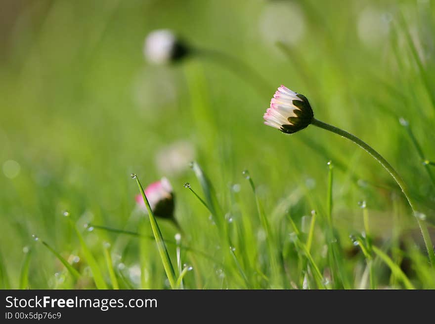 Morning meadow with white daisy