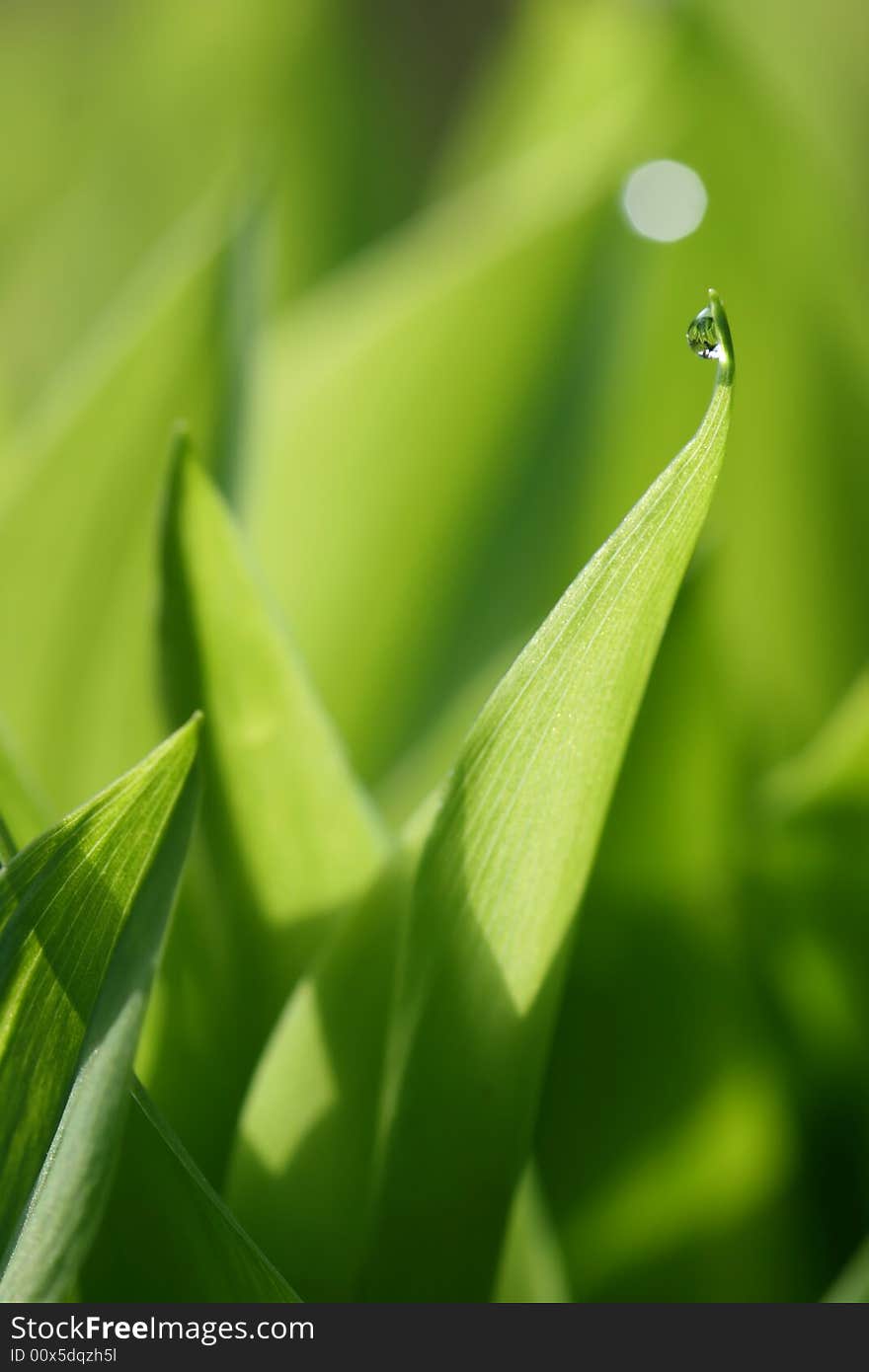 Green stalk with water drop on the morning. Green stalk with water drop on the morning