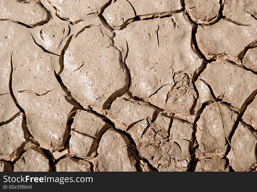 Small plant growing in a drought desert. Small plant growing in a drought desert