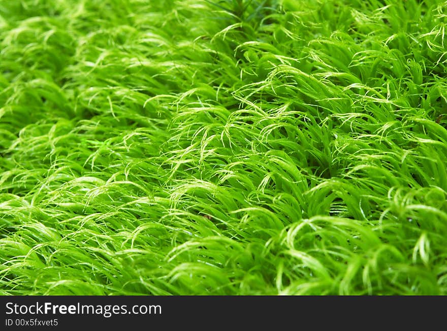 Green moss close up, vertical image