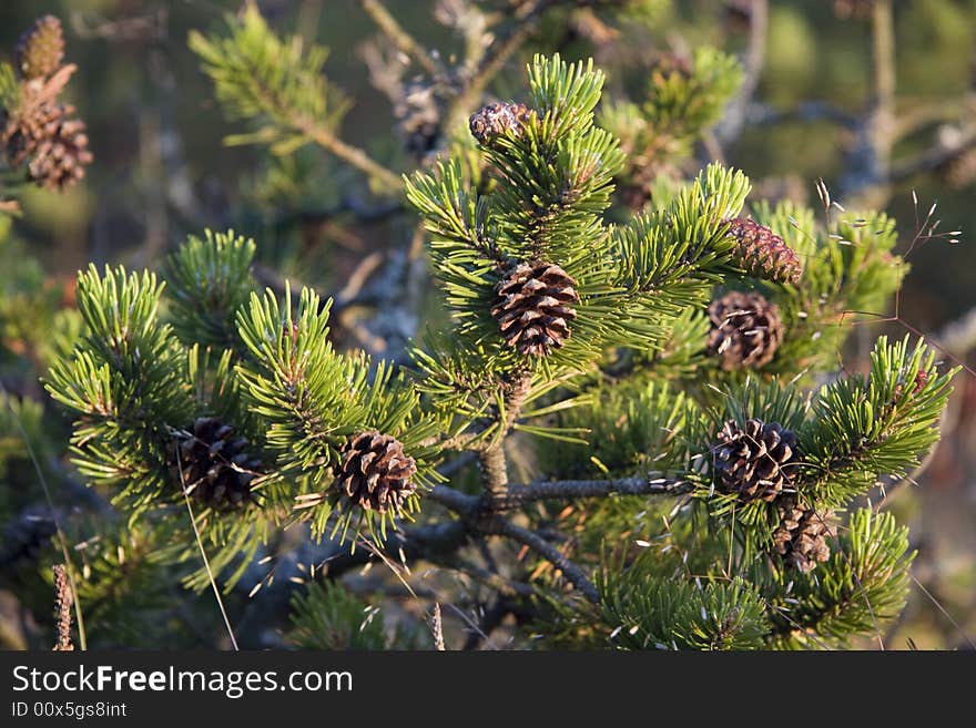 Young pine closeup