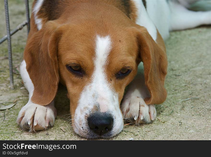 Tired beagle