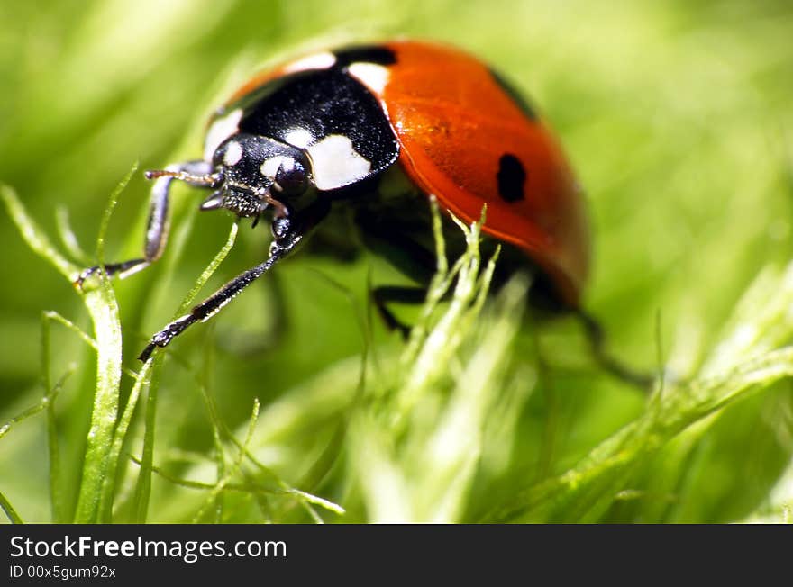 Macro shot of an ladybug