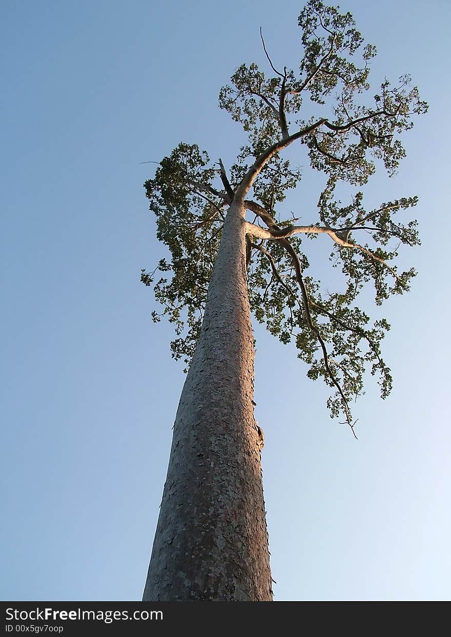 A giant tree on Andaman Islands