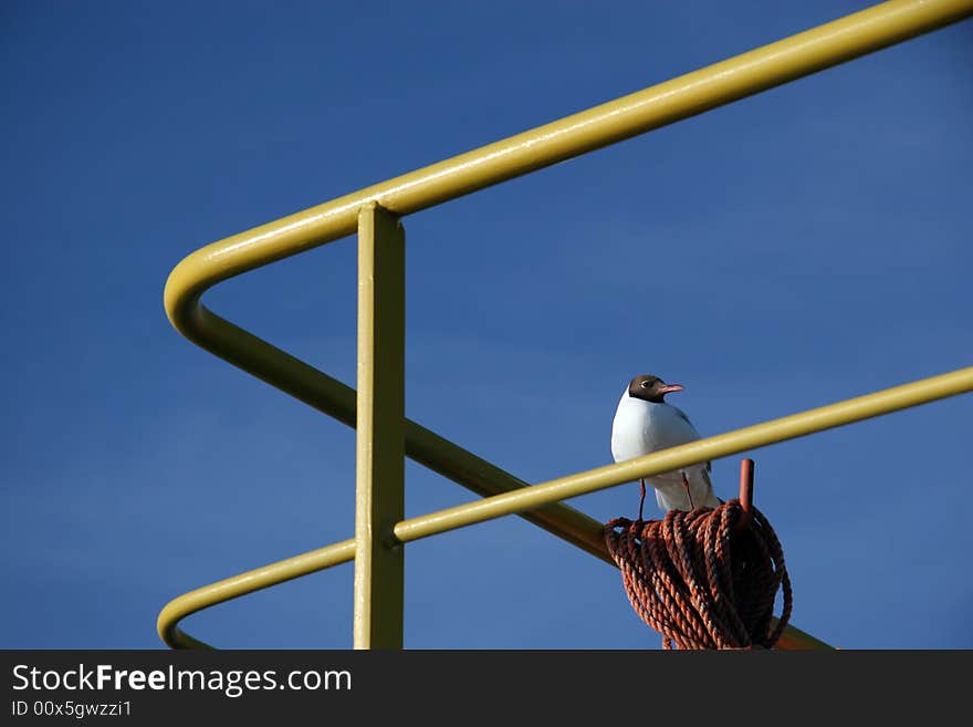 Seagull on the ship