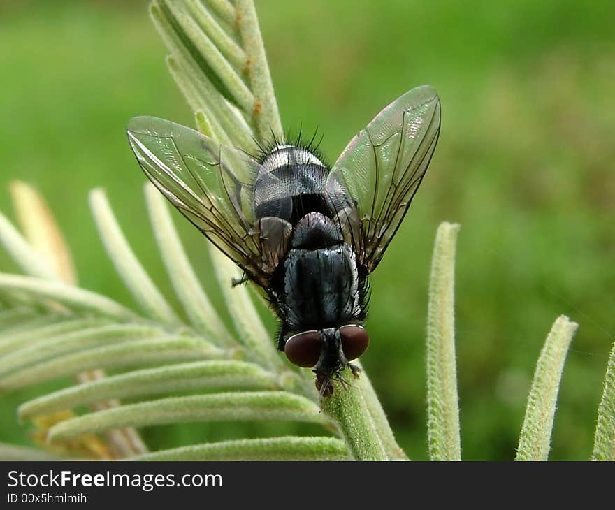 A nice looking species of fly in India