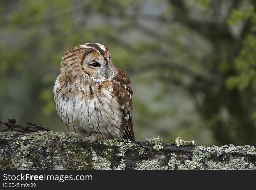 This image of a Tawny Owl was captured in Wales, UK.