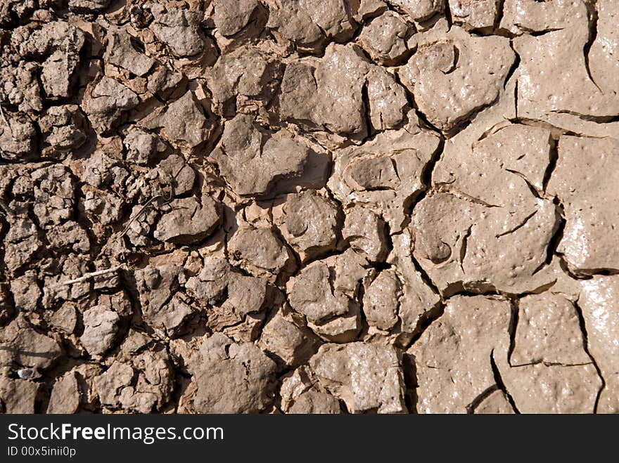 Small plant growing in a drought desert. Small plant growing in a drought desert