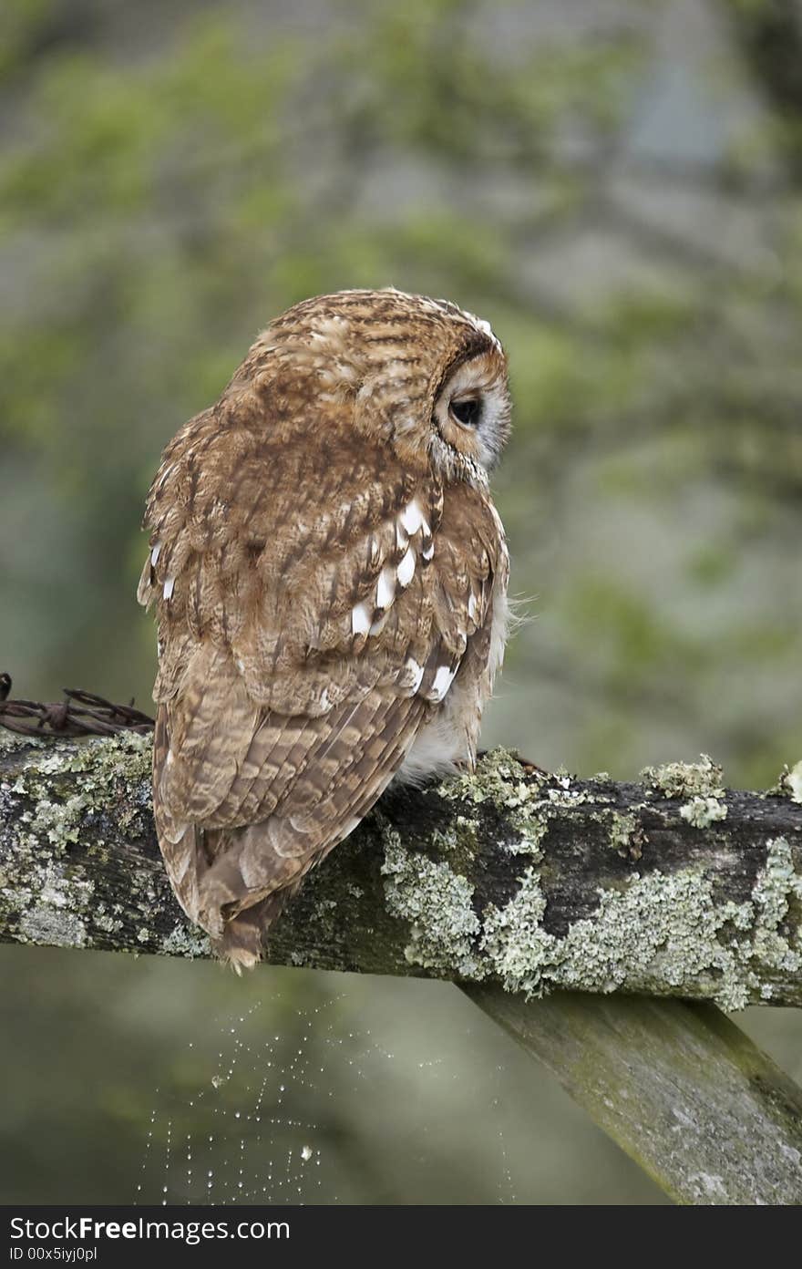 A timid Tawny Owl photographed in Wales, UK. A timid Tawny Owl photographed in Wales, UK.