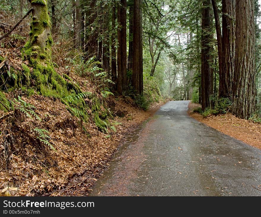 Road through the Redwoods