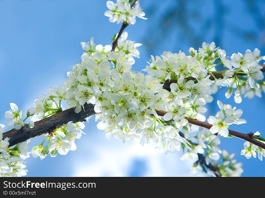 Blossoming branch of a palm tree on a background of the blue bright sky