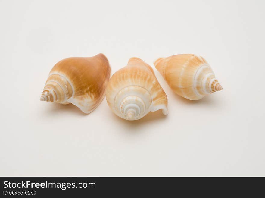 Decorative seashells